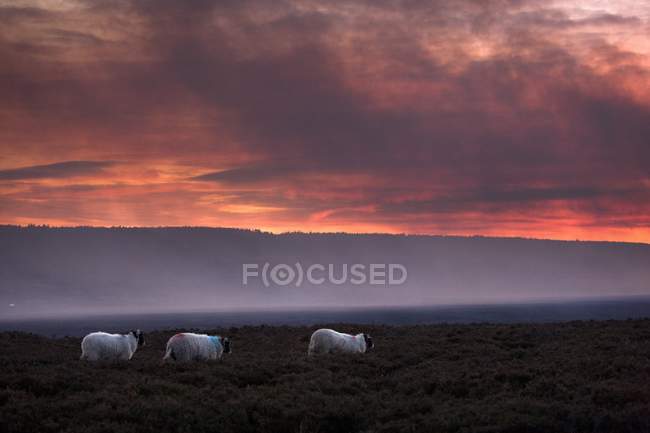 Pâturage des moutons sur le champ — Photo de stock