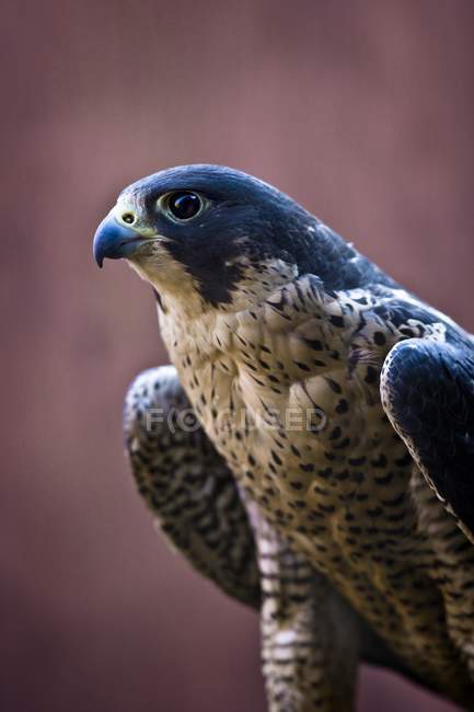 Falco seduto all'aperto — Foto stock