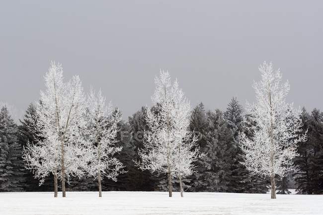 Frostbefallene Bäume — Stockfoto