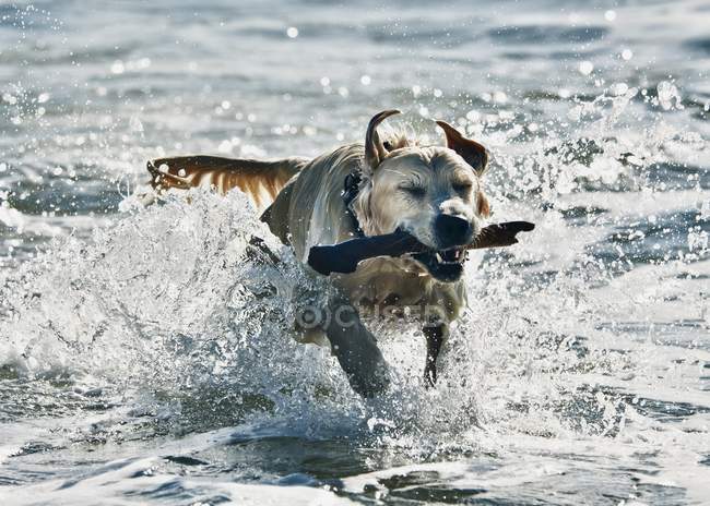 Perro Fetching palo en el agua - foto de stock