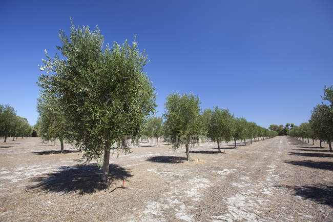 Оливкові дерева поблизу Dunsborough — стокове фото