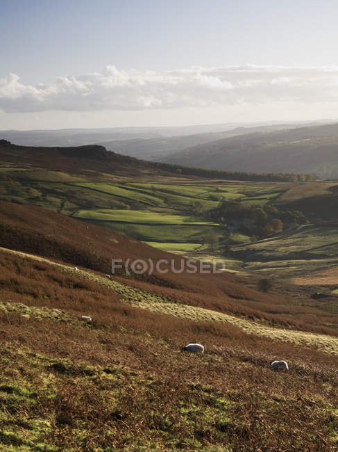 Pâturage des moutons sur la colline — Photo de stock
