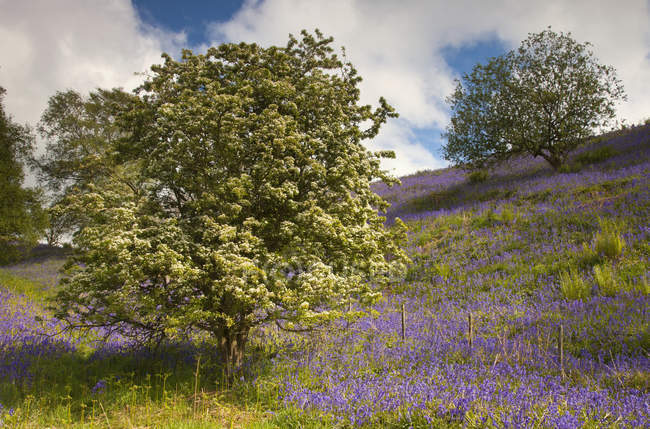 Дерева і фіолетовий польові квіти — стокове фото