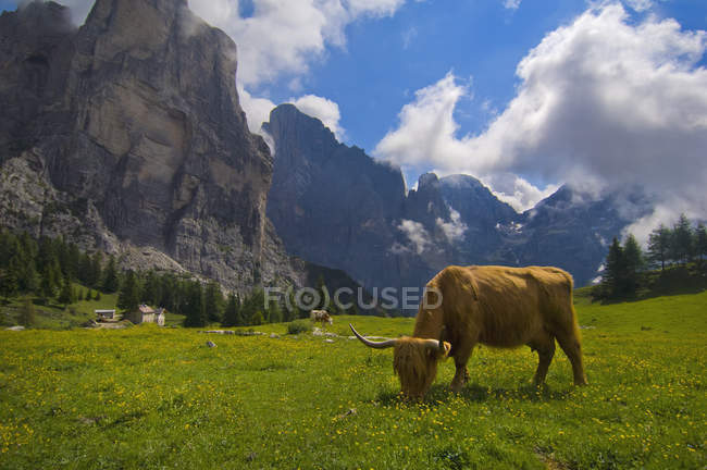 Kuh grast auf Weide — Stockfoto