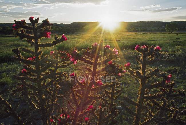 Vue du coucher du soleil sur la prairie — Photo de stock