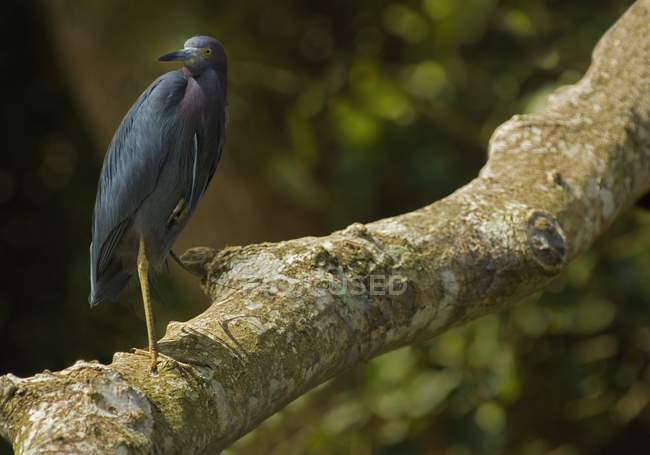 Tricolored Heron standing on twig — Stock Photo