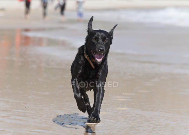 Cão preto corre em toda a areia — Fotografia de Stock