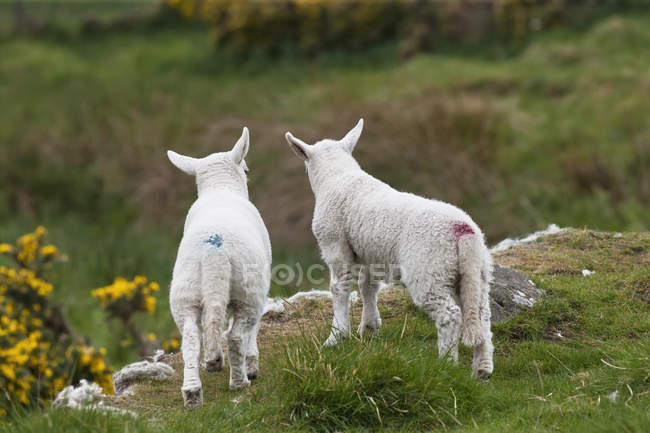 Vista posteriore di due agnelli — Foto stock