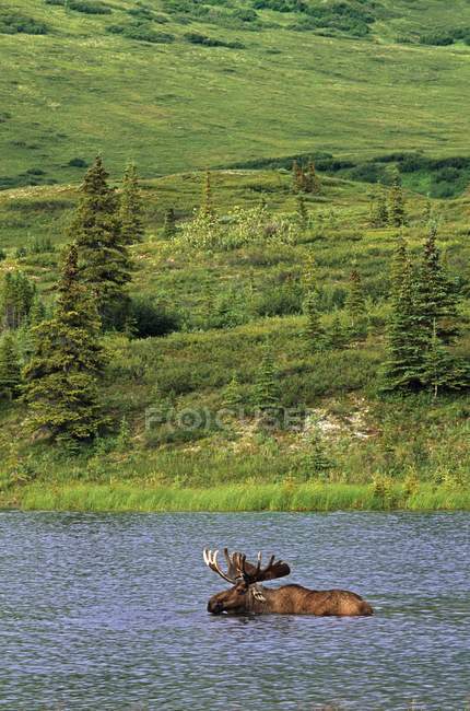 Bull Moose nadando na lagoa — Fotografia de Stock