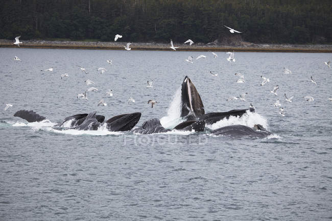 Горбатые киты на поверхности воды — стоковое фото