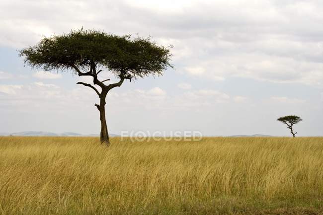 Árboles de acacia en el campo - foto de stock