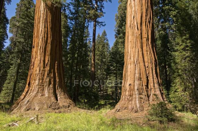 Sequoia Trees In National Park — Stock Photo