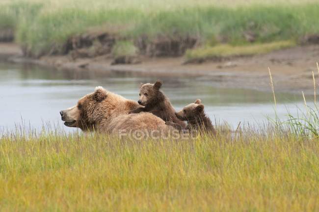Orso grizzly marrone — Foto stock
