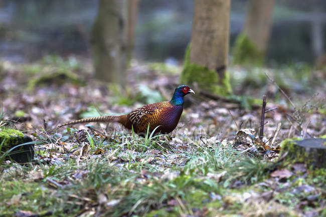 Vogel sitzt auf dem Waldboden — Stockfoto