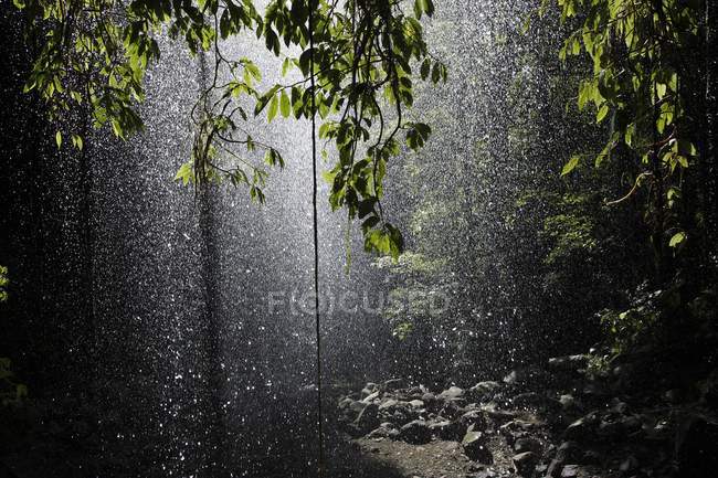 Foresta pluviale con pioggia e alberi — Foto stock