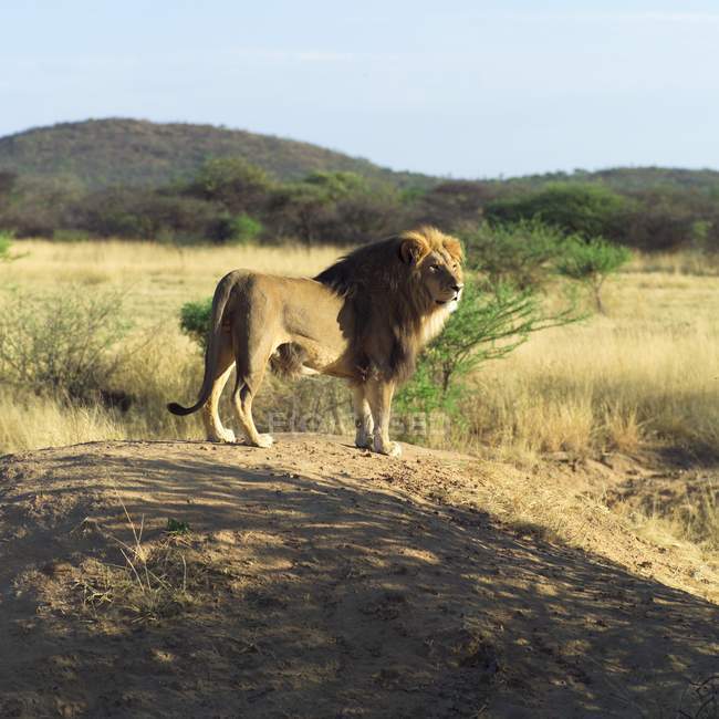 Лев стоит на земле — стоковое фото