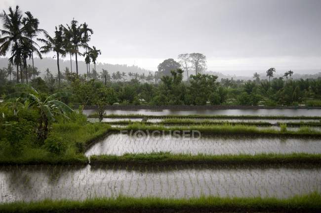 Champs de riz avec eau — Photo de stock