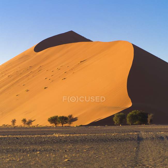 Sand Dune with some trees — Stock Photo