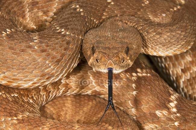 Defensive Red-Diamond Rattlesnake — Stock Photo