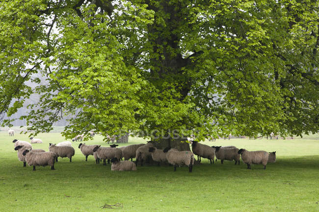 Ovinos em pé debaixo da árvore — Fotografia de Stock
