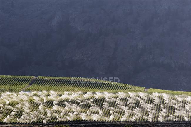 Irrigating in Grape Vineyard — Stock Photo