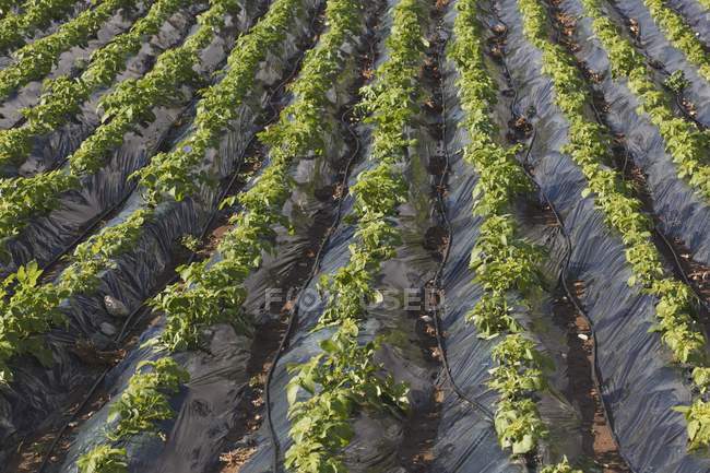 Plasticulture Tunnels With  Crops — Stock Photo
