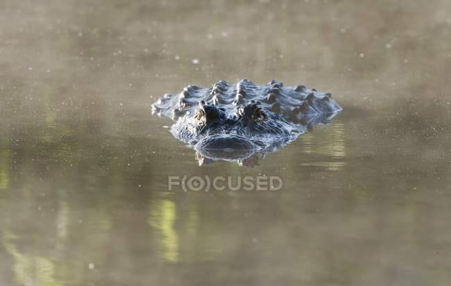 Alligator auf der Wasseroberfläche — Stockfoto