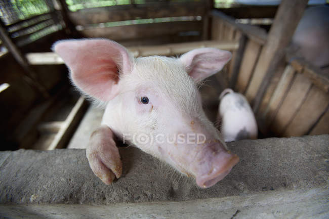 Cerdo hembra en pluma - foto de stock