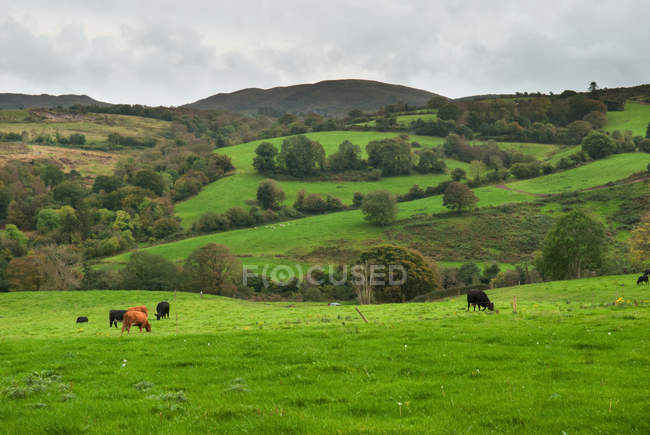Корови пасуться в зеленому полі — стокове фото