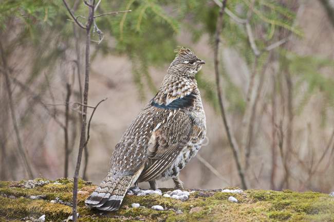 Ruffed Grouse In Spring — Stock Photo