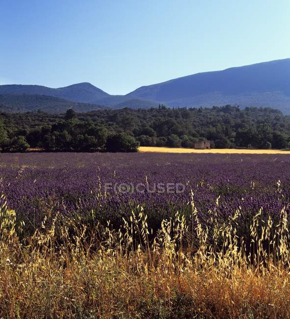 Lavendelfelder und Wälder — Stockfoto