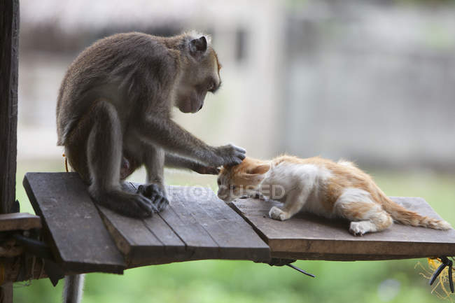Mono capturado mascota - foto de stock