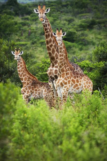 Giraffe (Giraffa camelopardalis ) — Foto stock