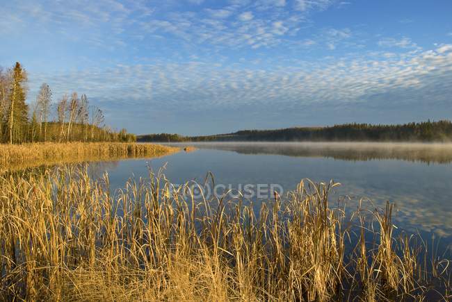 Озеро с высокой травой — стоковое фото