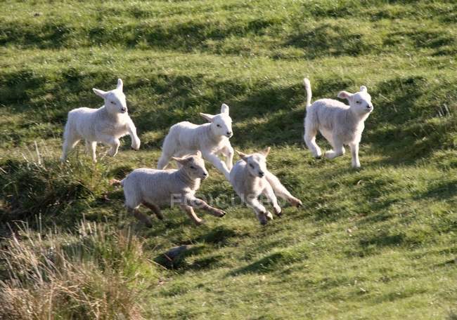 Moutons Courir à l'extérieur — Photo de stock
