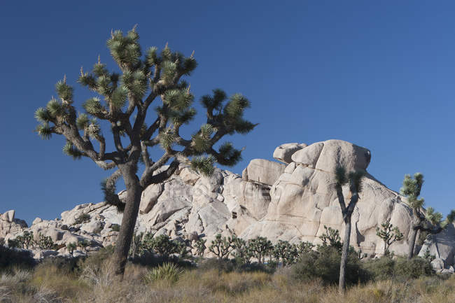Yuccabäume in der Wüste — Stockfoto