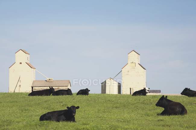 Rinder liegen auf dem Feld — Stockfoto