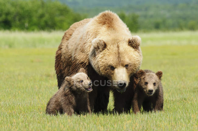 Brauner Grizzlybär — Stockfoto