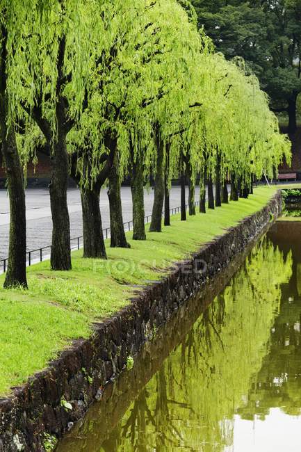 Trees Reflected In Water — Stock Photo