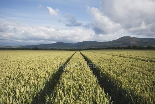 Pistes dans le champ de blé — Photo de stock