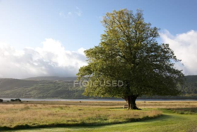 Дерево в поле с зеленой травой — стоковое фото