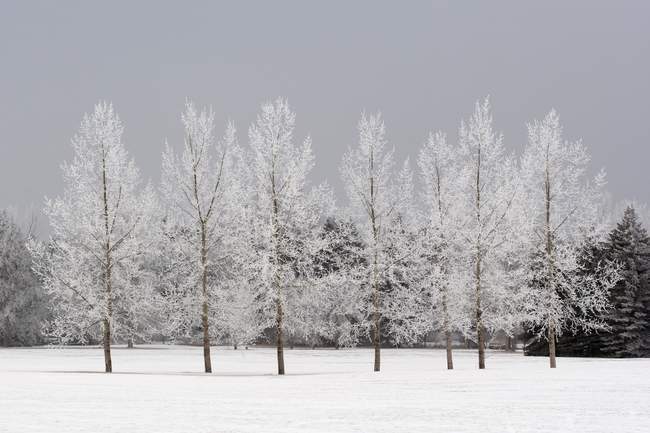 Árboles de invierno sobre nieve - foto de stock