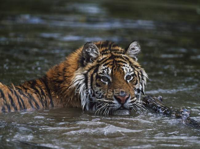 Tigre siberiano en agua - foto de stock