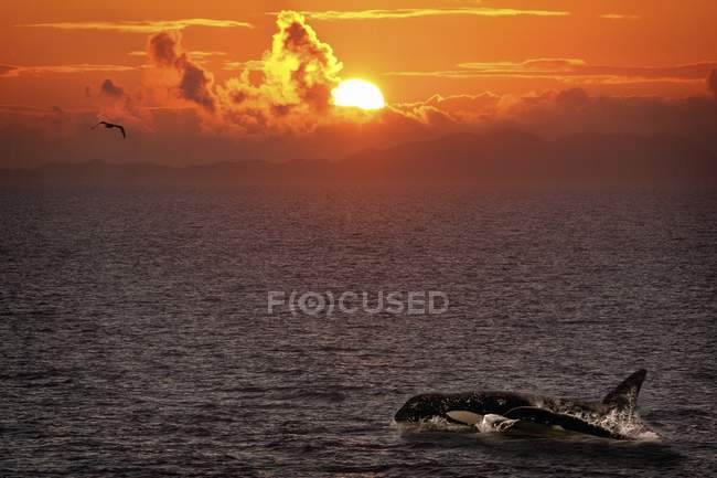 Balena assassina in acqua — Foto stock