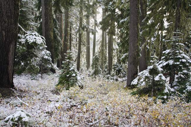 Bosque nevado en invierno - foto de stock