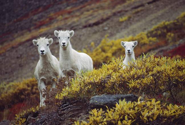 Dall Sheeps (Orvis Dalli), oveja con corderos - foto de stock