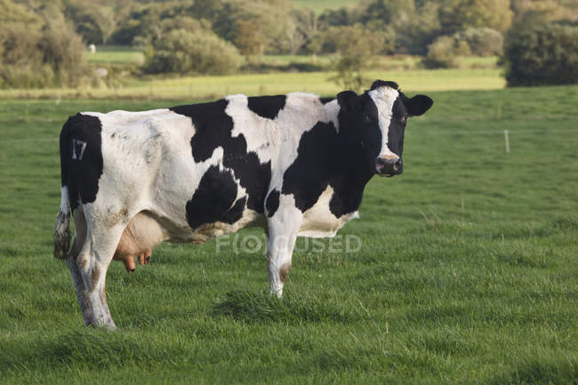 Коровы стоят на зеленой траве — стоковое фото