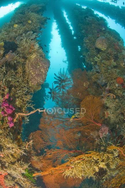 Sea Life Dumaguete пристані — стокове фото