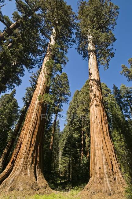 Sequoia alberi nel Parco Nazionale — Foto stock