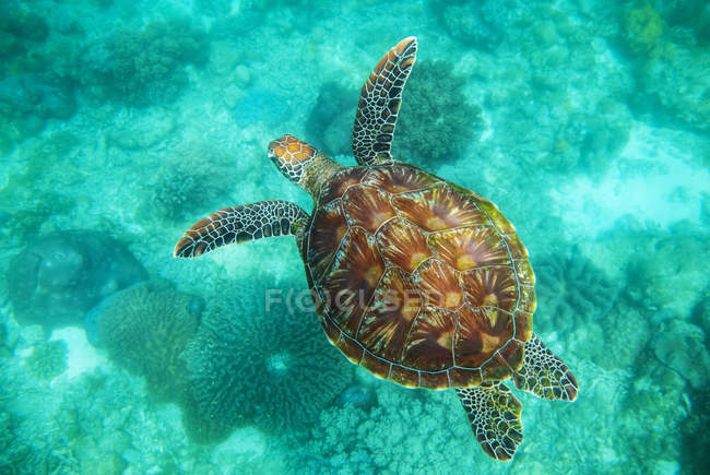 Sea Turtle Swim Underwater — Stock Photo